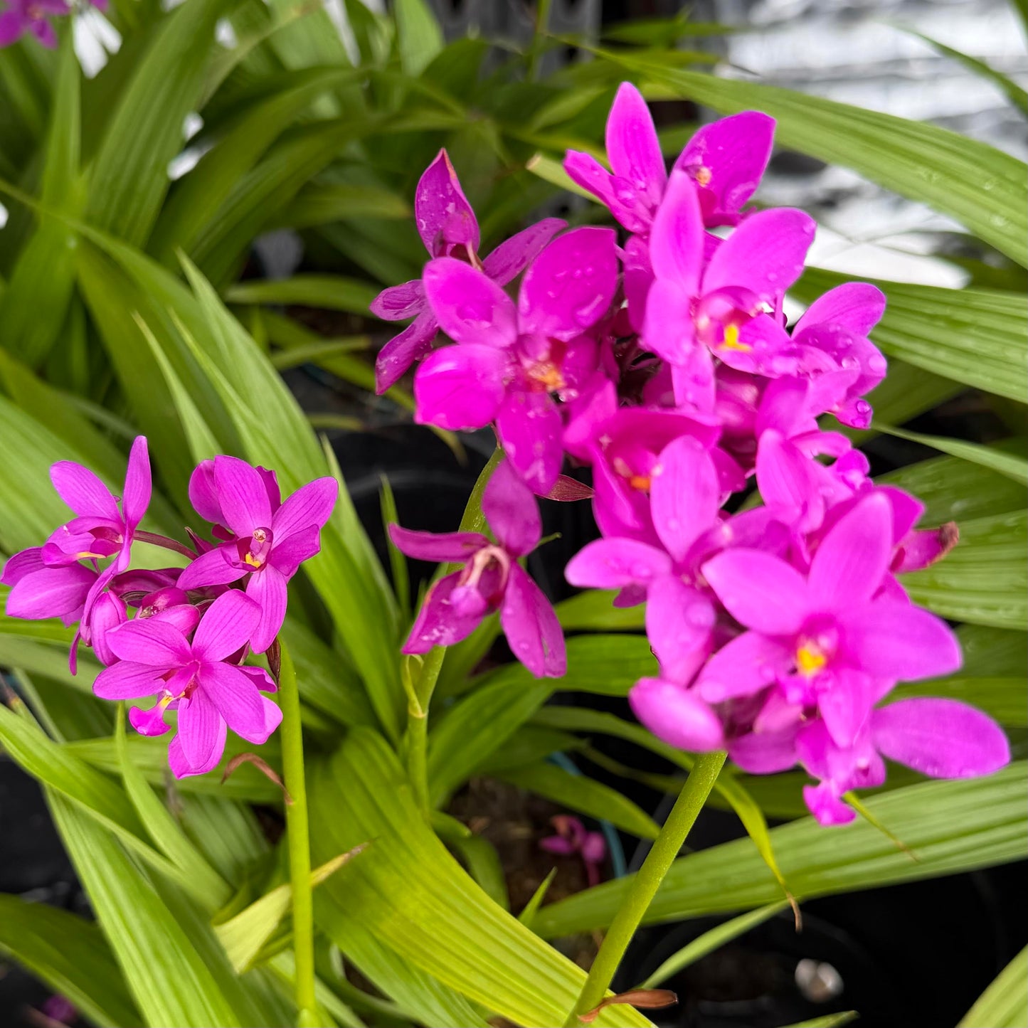 Spathoglottis 'Purple Passion'