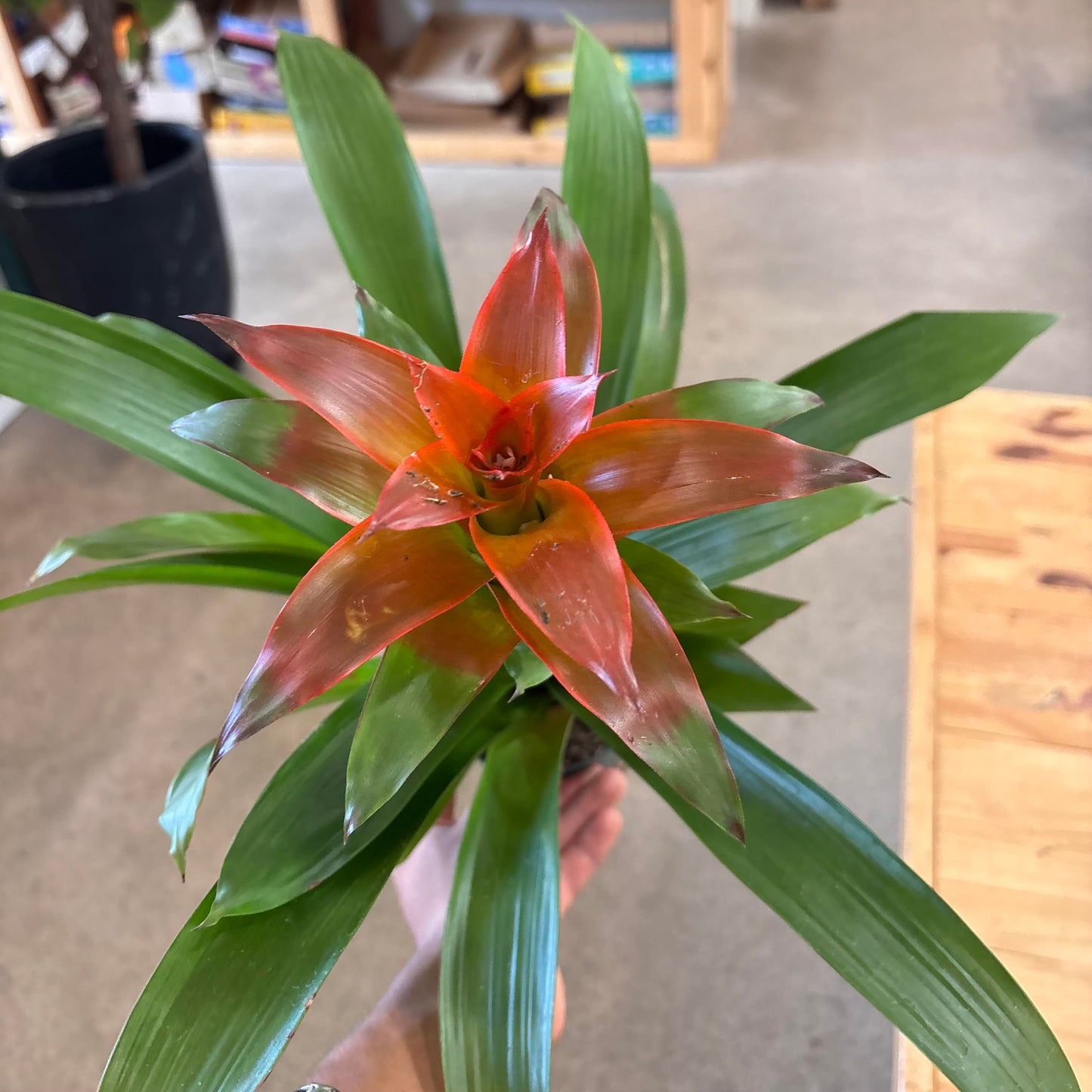 Guzmania 4"