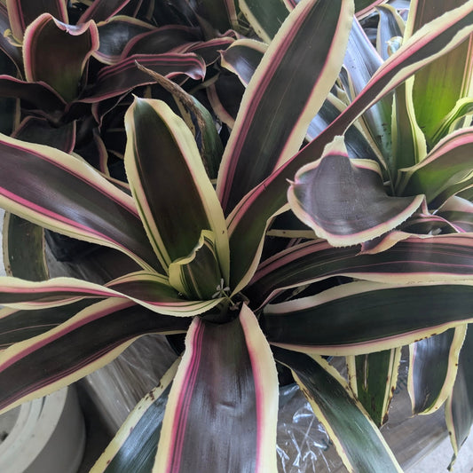 Neoregelia 'Raphael'