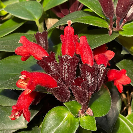 Aeschynanthus radicans, "Red Lipstick Plant"