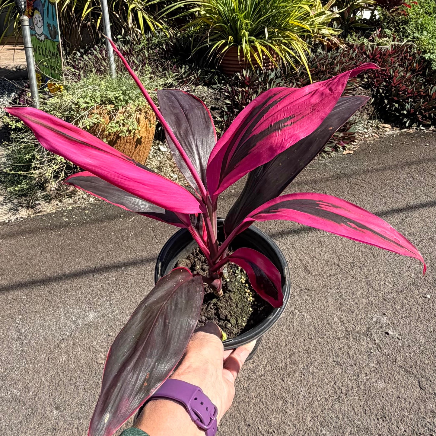 Cordyline fruticosa 'Red Sister' (Ti Leaf) – Mari's Gardens