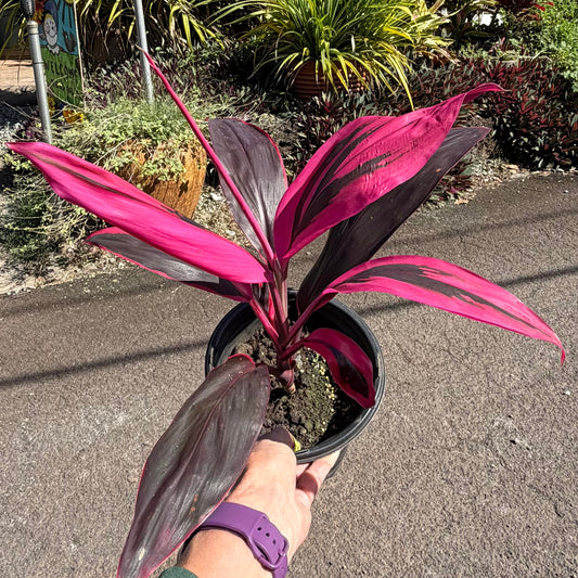 Cordyline fruticosa 'Red Sister' (Ti Leaf)