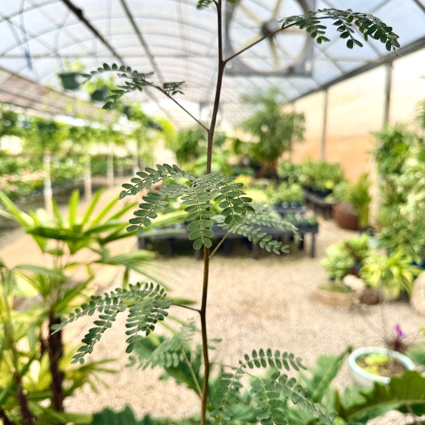 Acacia koaia (Koa)