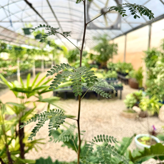 Acacia koaia (Koa)