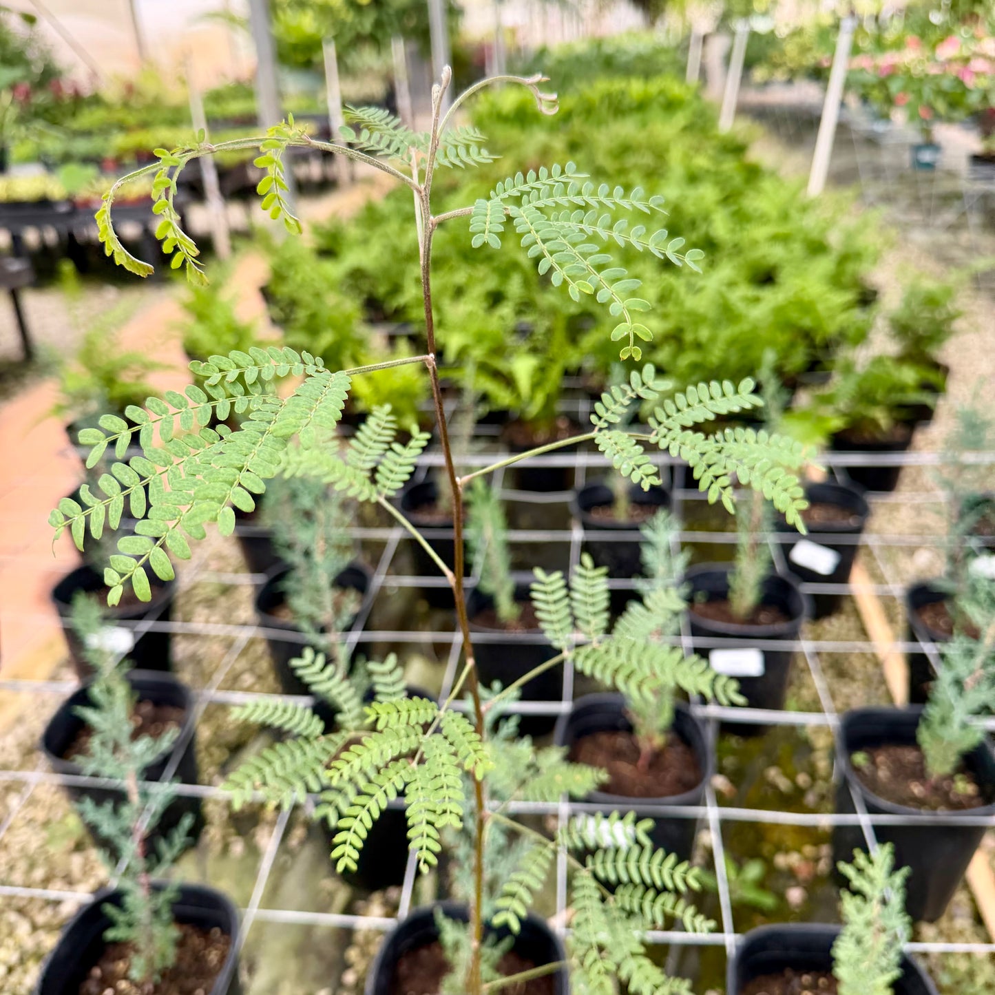 Acacia koaia (Koa)
