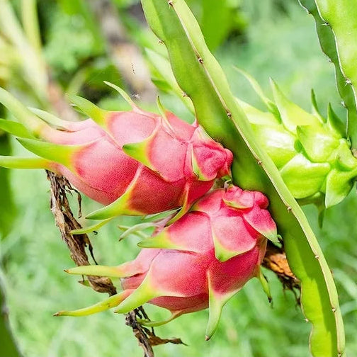 Dragon Fruit Plants