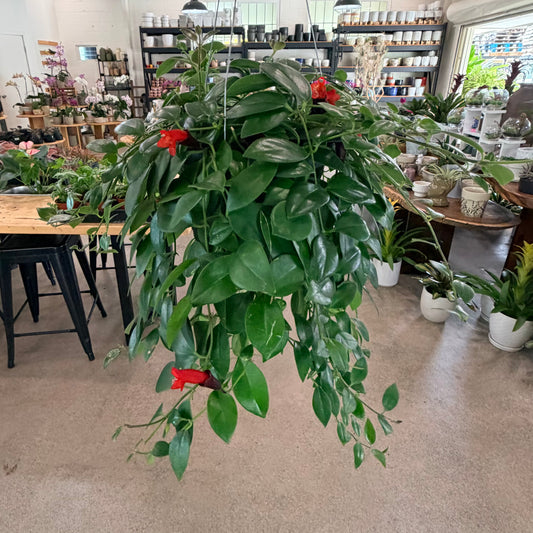 Aeschynanthus radicans (Red Lipstick Plant)