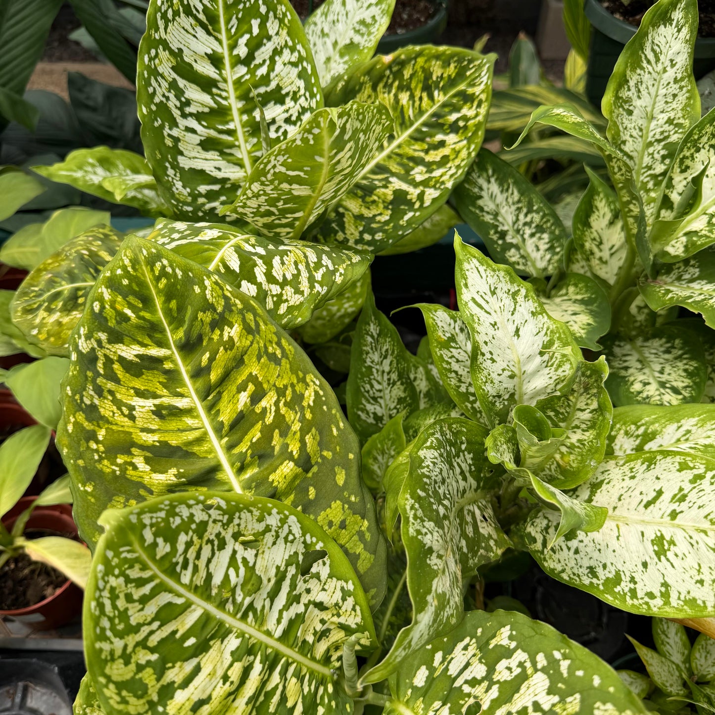Dieffenbachia 'Reflector'