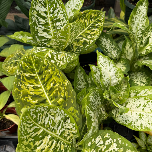 Dieffenbachia 'Reflector'