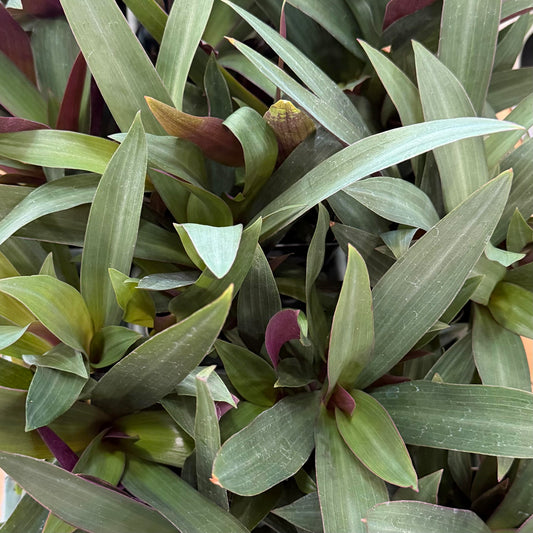Tradescantia spathacea vitatta, 'Rhoeo'