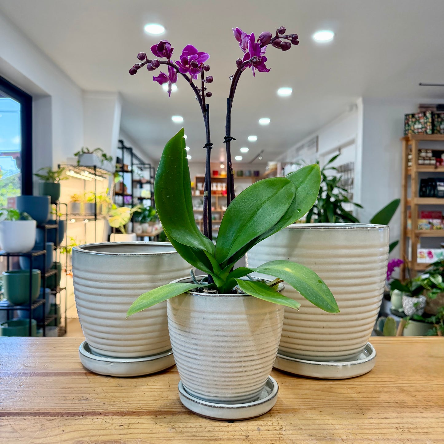 Ribbed Indoor Planter