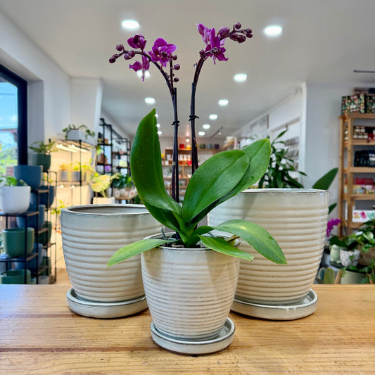 Ribbed Indoor Planter