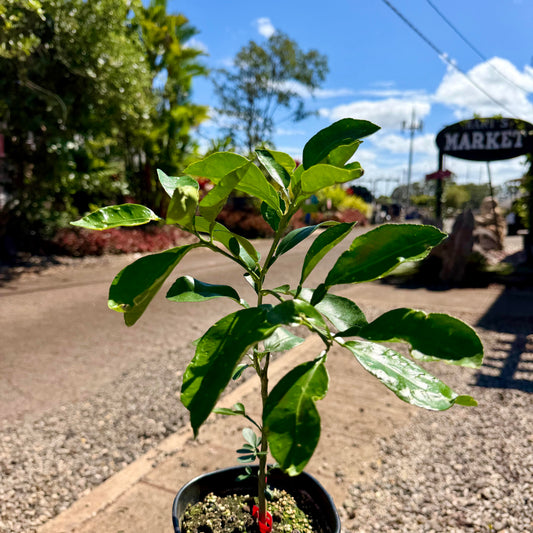 Rio Red Grapefruit — 1G