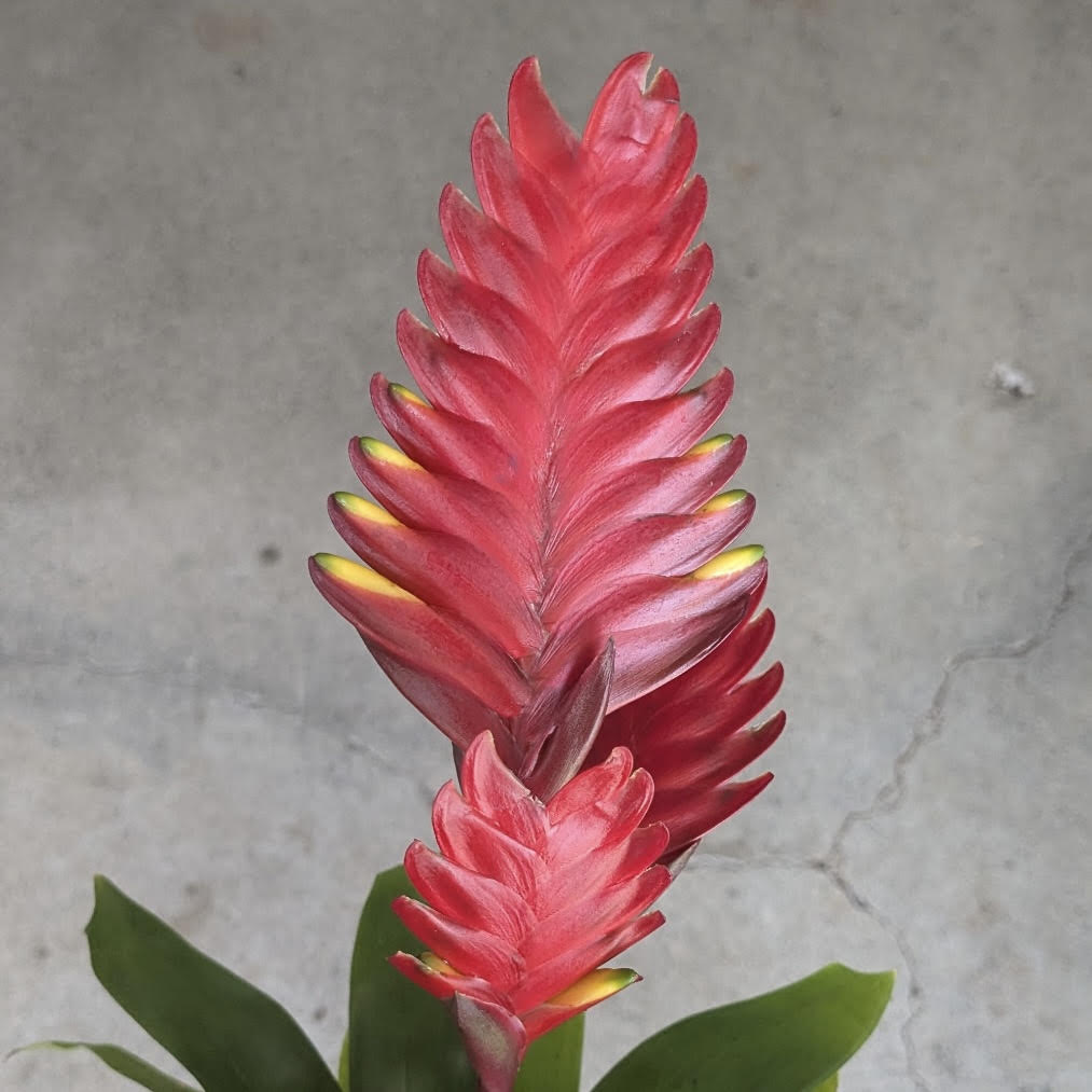Vriesea ʻGreen Robinʻ