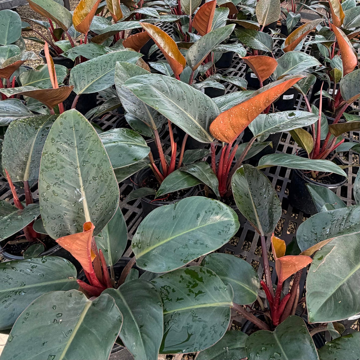 Philodendron tatei 'Rojo Congo'