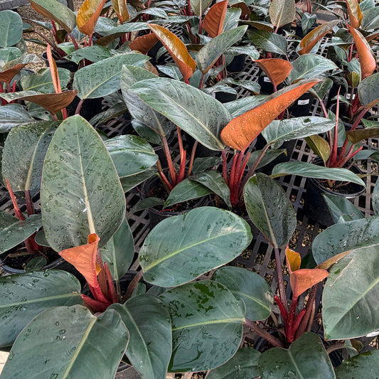 Philodendron tatei 'Rojo Congo'