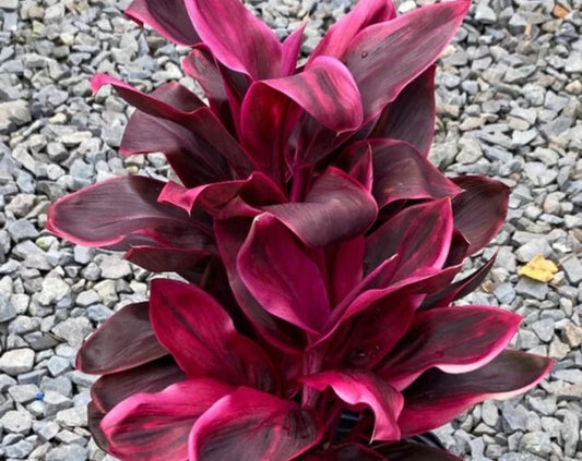 Ti Leaf, "Roly"