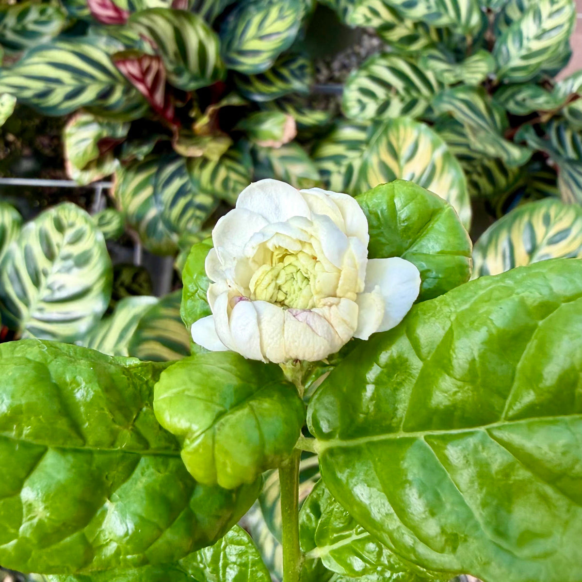 Jasminum sambac ʻRoseʻ (Pikake)