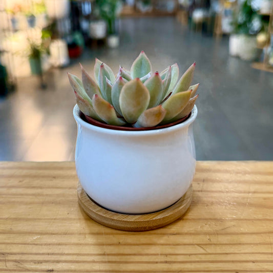 White Planter Collection