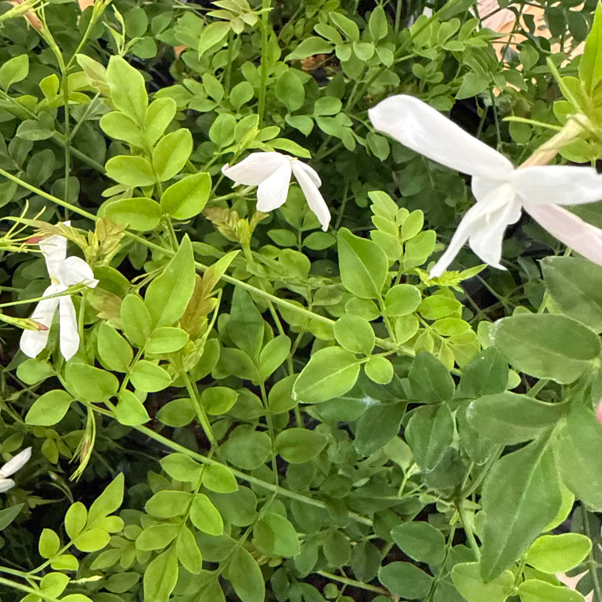Jasminum grandiflorum 'Royal Jasmine'