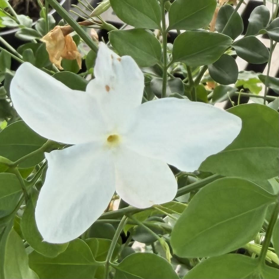 Jasminum grandiflorum 'Royal Jasmine'