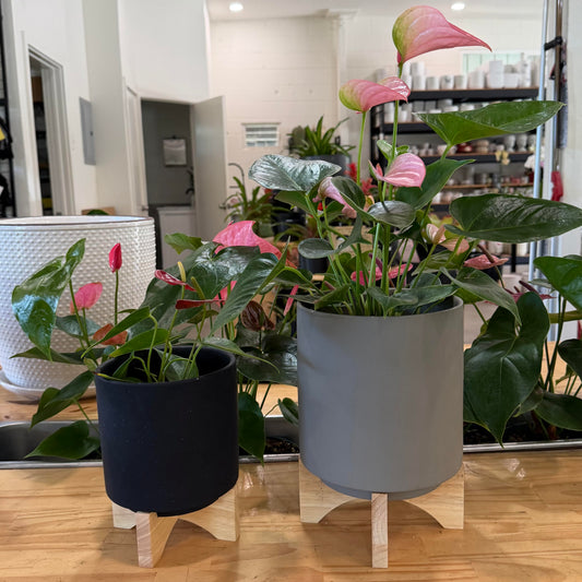 Rubber Painted Pot W/ Stand