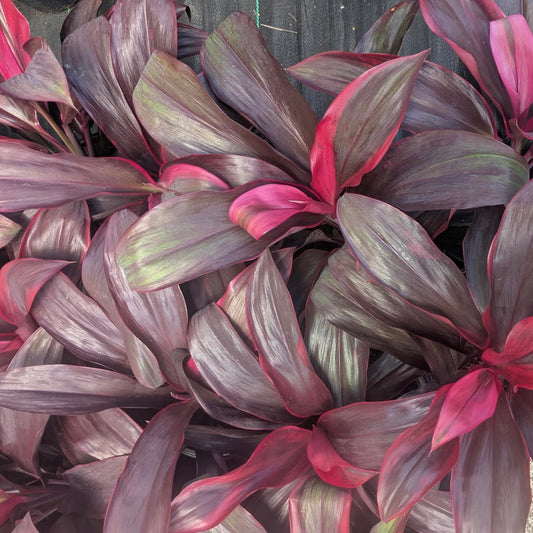 Ti Leaf, Ruby