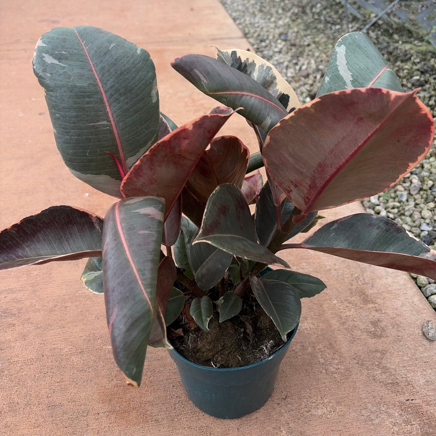 Ficus elastica (Rubber Tree)