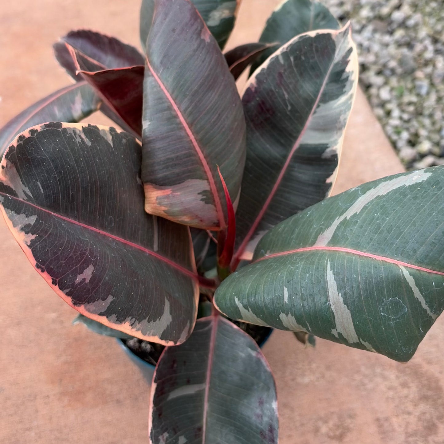 Ficus elastica (Rubber Tree)