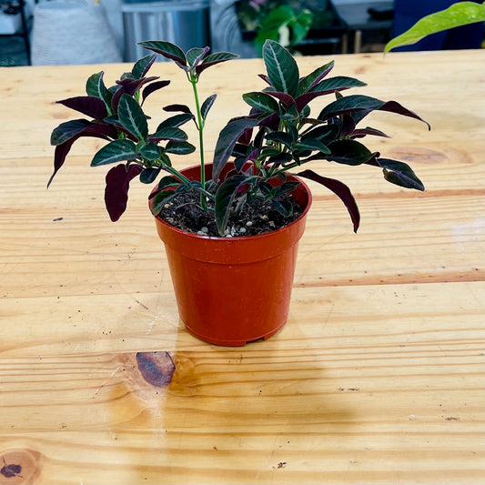 Ruellia Makoyana