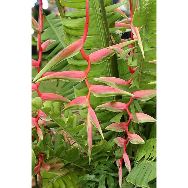 Sexy Pink Heliconia Stems