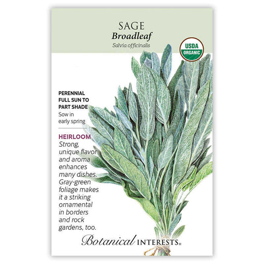 Sage seeds 'Broadleaf'
