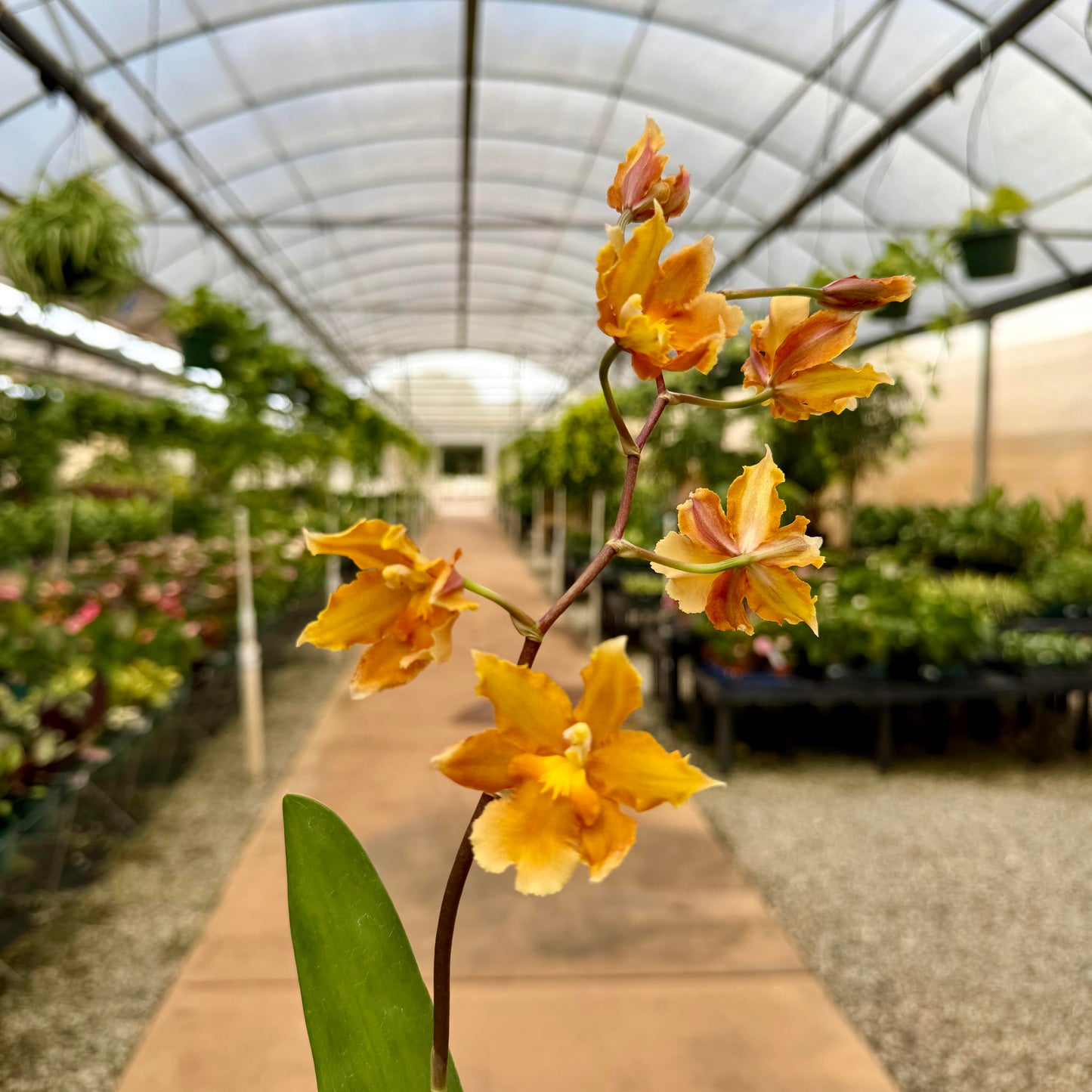 Oncidium Orchids