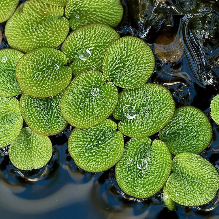 Salvinia Minima  (Duck Weed or Frog Bit)