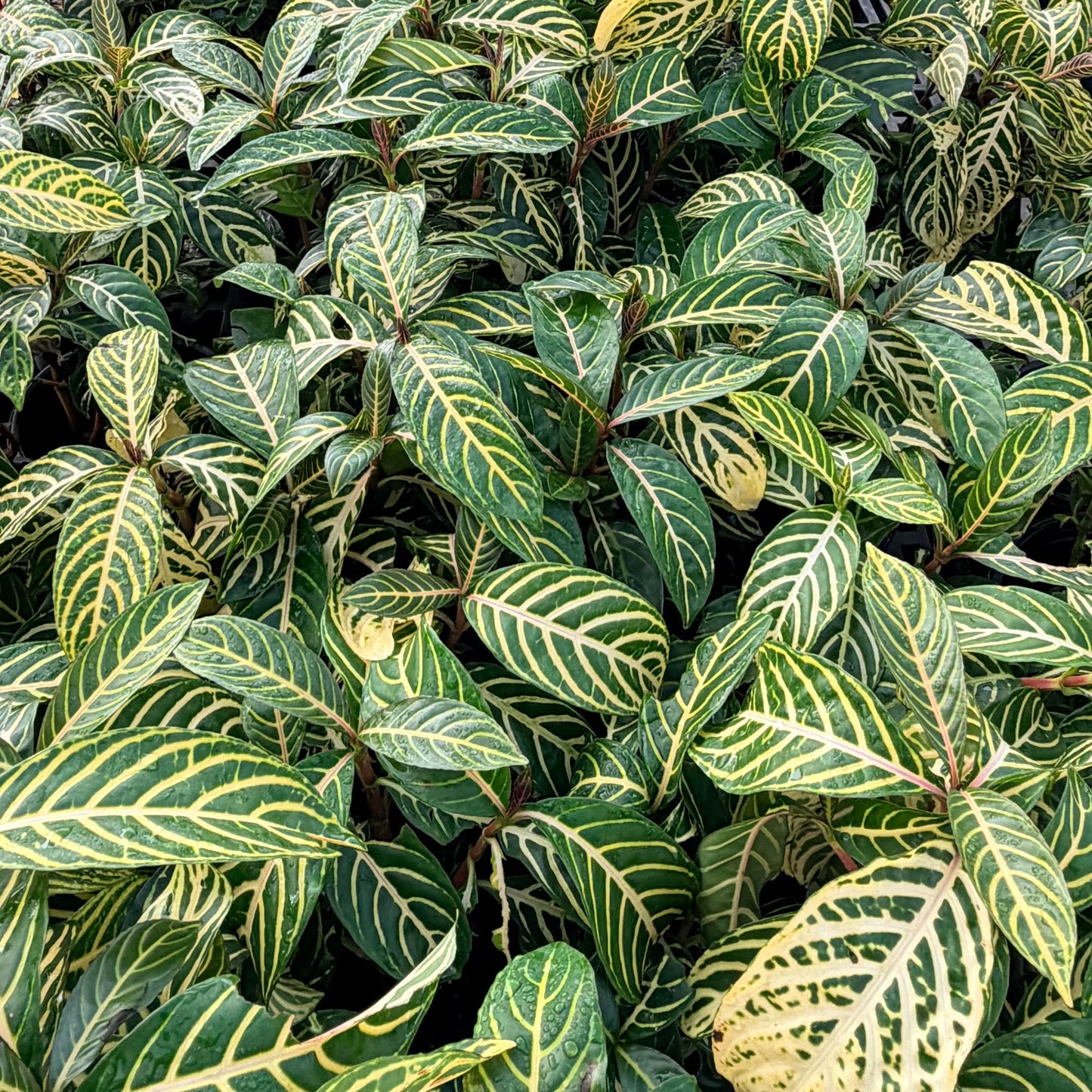 Sanchezia nobilis