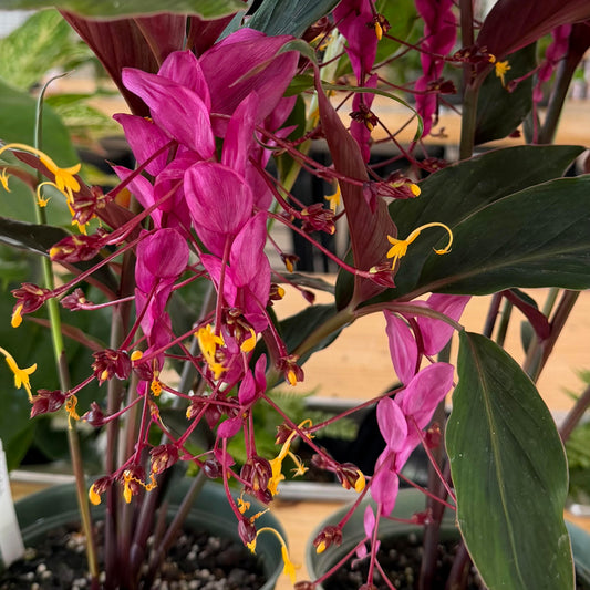 Globba winitii 'Dancing Lady Ginger'