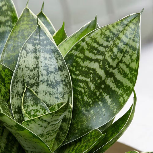 Sansevieria trifasciata, "White Snake"