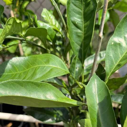 Satsuma Tangerine 'Mandarin', Semi-Dwarf