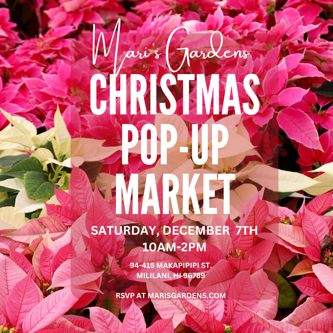 Saturday December7th10AM 2PM InstagramPost by Alison Bell, Photographer