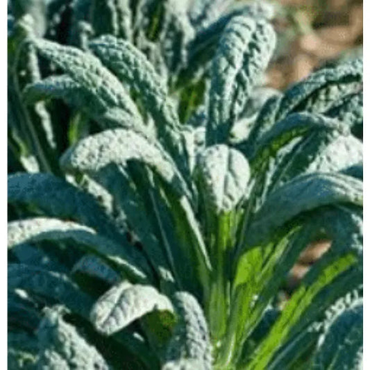 Kale, Toscano, Seeds
