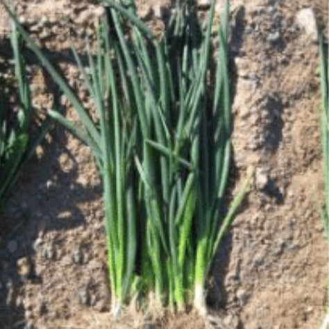 Onion, Green Bunching Slender TSX, Seeds