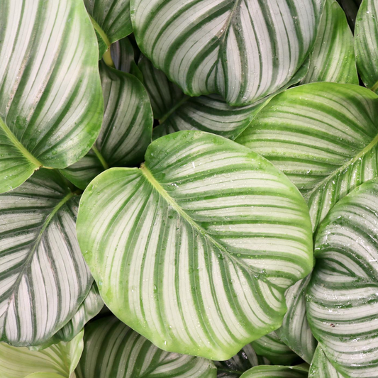 Calathea orbifolia