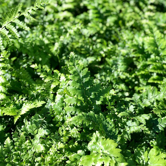 Leather Leaf Fern