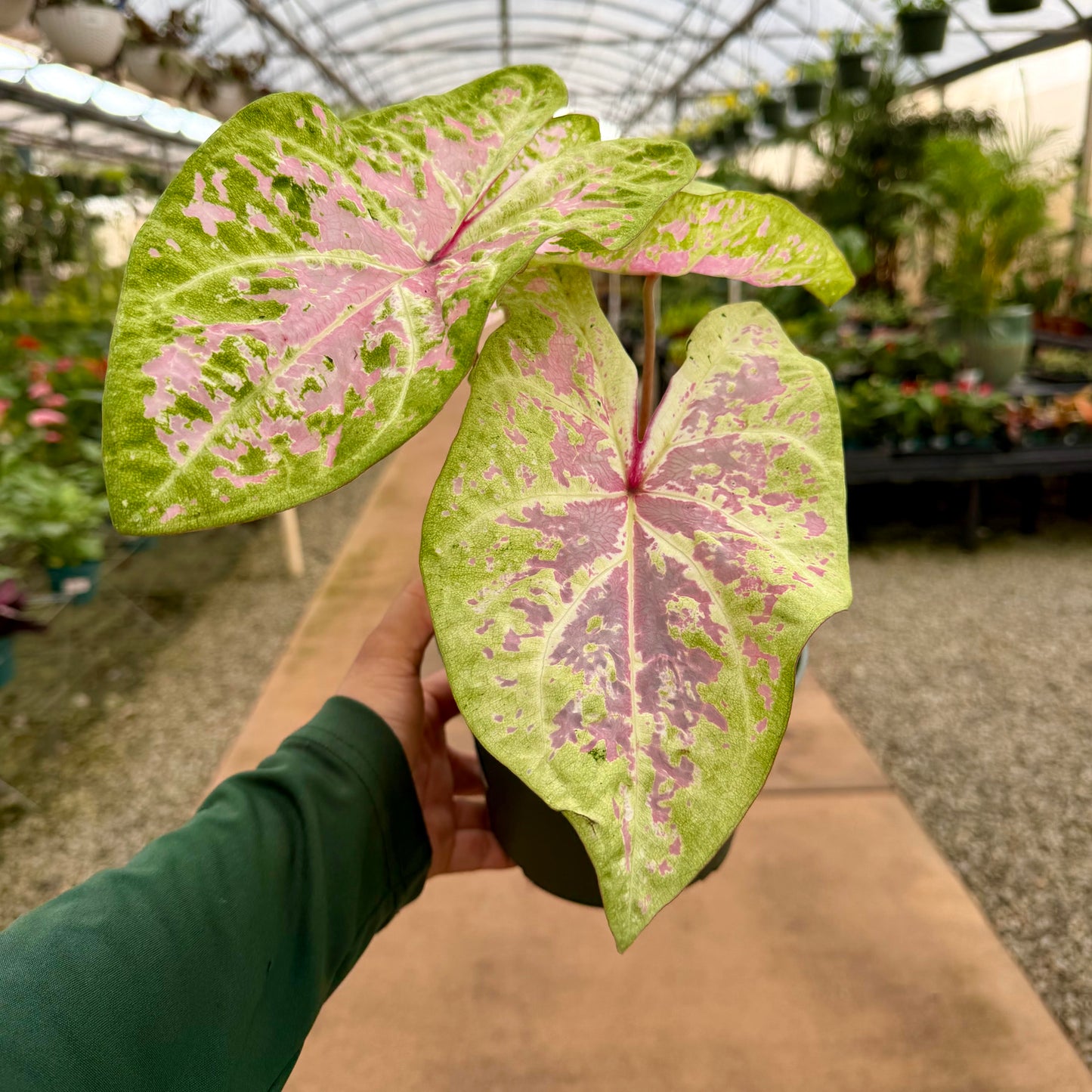 Caladium