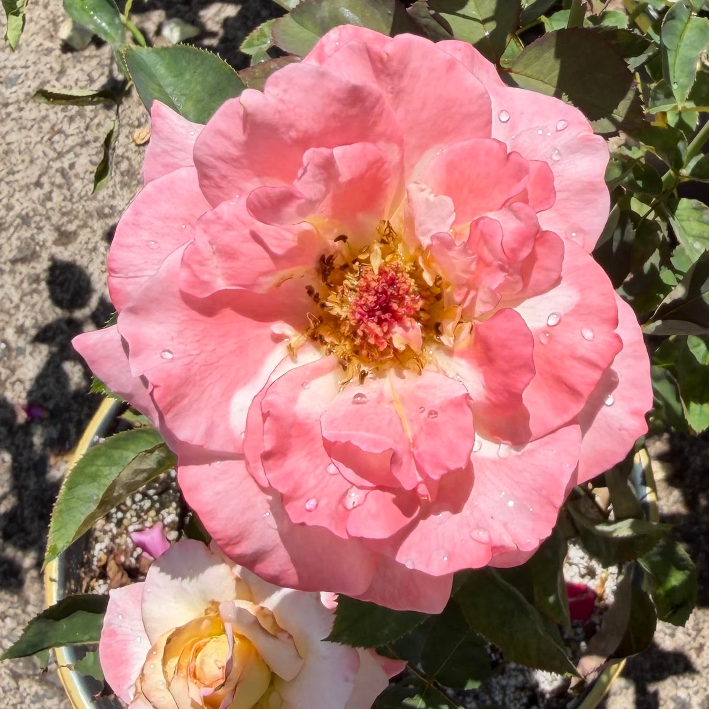 Hybrid Tea Rose Bush 'Secret'