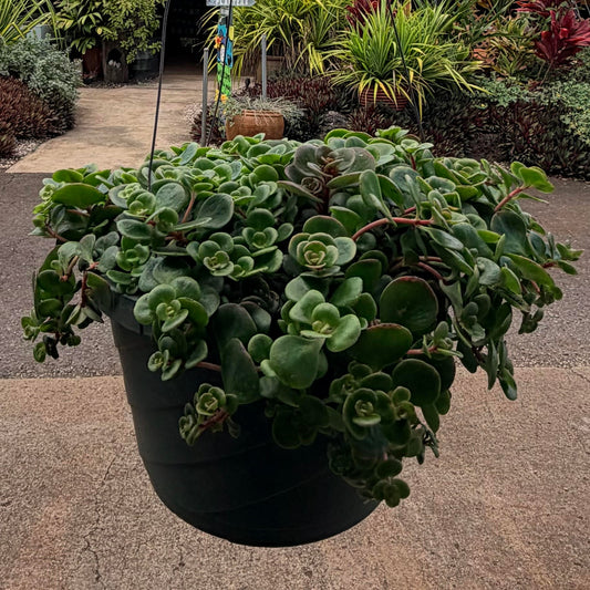 Sedum makinoi 'Ogon'