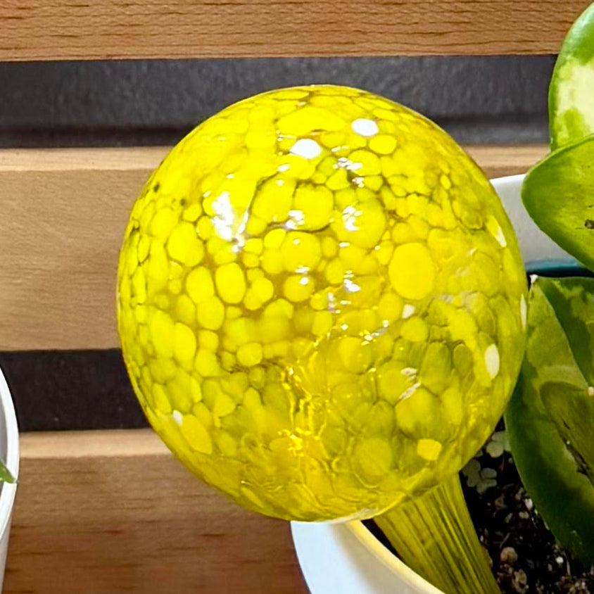 Self Watering - Colorful Glass Globes