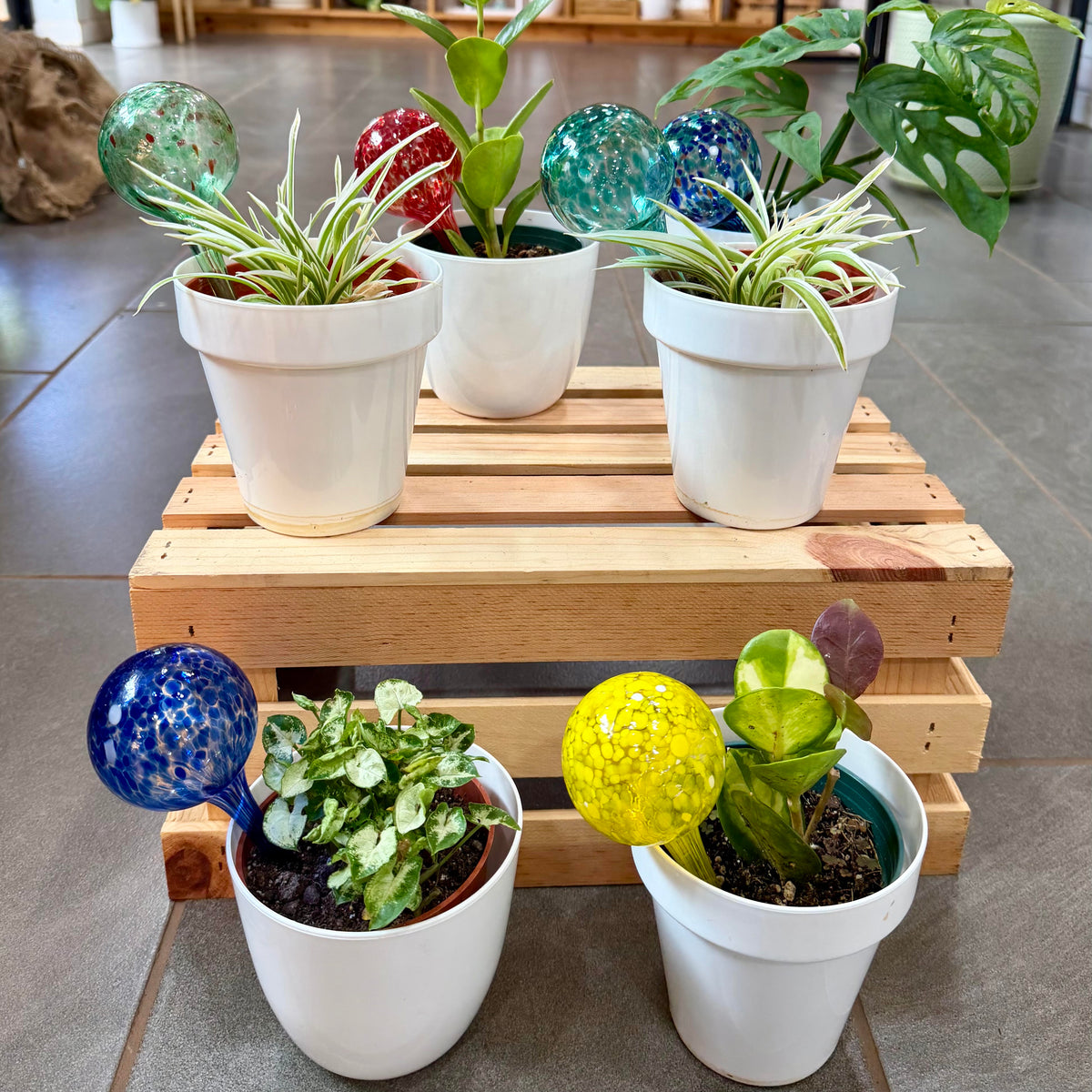 Self Watering - Colorful Glass Globes