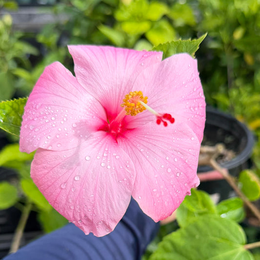Hibiscus 'Seminole Pink'