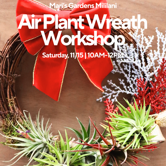 11/15 Air Plant Wreath Workshop (Mililani)